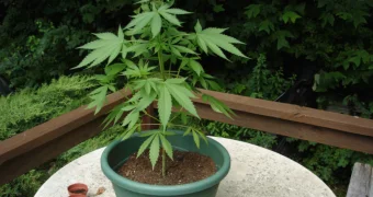 В Казахстане легализуют производство конопли: что известно о новом законопроекте