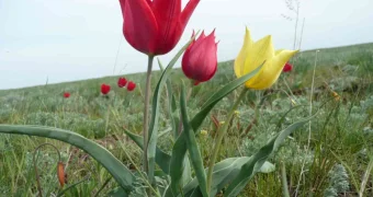 Чиновница из Казахстана вызвала общественный резонанс, сделав селфи с редкими цветами