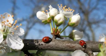Назван возраст, в котором приход весны особенно сложно воспринимается некоторыми людьми