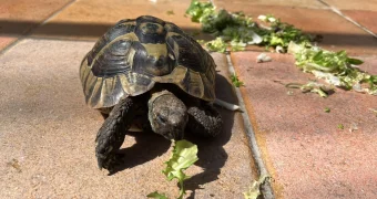 В Британии черепаха сбежала из дома и за 9 месяцев проползла около километра