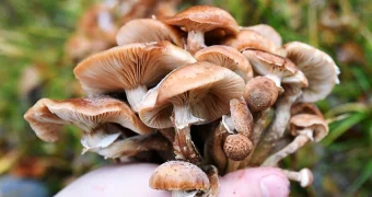 Диетологи назвали один из самых полезных грибов – и это не шампиньоны и не вешенки