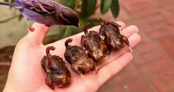 Воробьи под угрозой: в Узбекистане их начали подавать в ресторанах