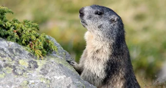 В Китае драка сурков стала причиной автомобильной пробки на трассе (видео)
