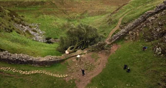 Два приятеля срубили многовековое дерево в Англии и попали под суд