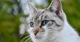 В Швейцарии пенсионерку судят за подкармливание чужого кота