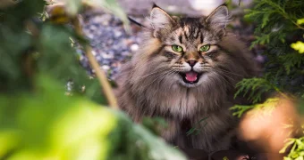 В Англии кошка выжила в ловушке, питаясь пивом