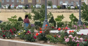 В Актау активно проводятся работы по озеленению