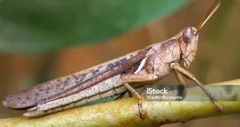 В ЗКО дроны впервые задействованы в борьбе с саранчой