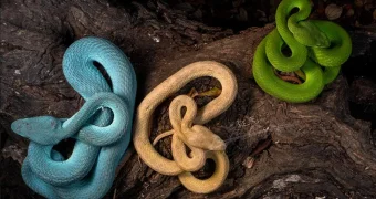 Какую из трех змей вы боитесь больше? Ответ подскажет вашу главную уязвимость