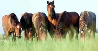Сколько стоит породистая лошадь в Казахстане: от байге до элитных скакунов
