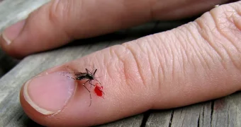 Одежда какого цвета делает человека невидимым для комаров