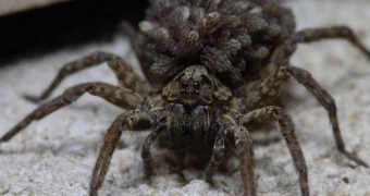 Размером с мышь и в боевой стойке: гигантские пауки атакуют жителей Атырау