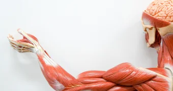 Риск развития деменции зависит от качества мышц, выяснили ученые