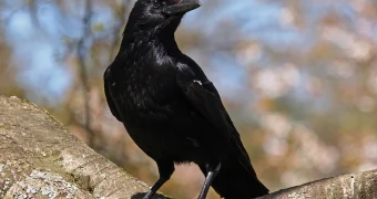 Умственные способности ворон и сорок шокировали ученых