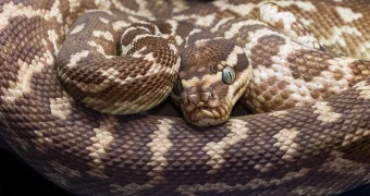 В Таиланде питон проник в частный дом и спрятался в неожиданном месте