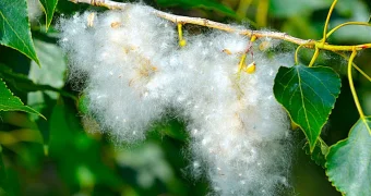 Тополиный пух может вывести из строя автомобиль — предупреждение ученых