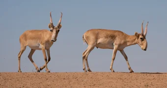 В Казахстане откроют розничную продажу мяса сайгаков — что известно