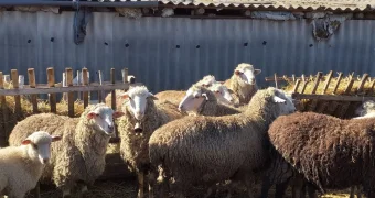 Сколько стоит баран на Курбан айт-2025: цены, доставка, забой