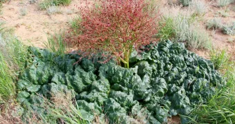 На границе Казахстана и России найдено редкое лекарственное растение — «трава бессмертия»