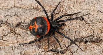 Новое нашествие каракуртов в Казахстане - пострадали люди и животные