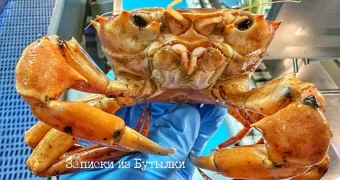 Рыбак поймал краба, который «выглядит точь-в-точь как Трамп»