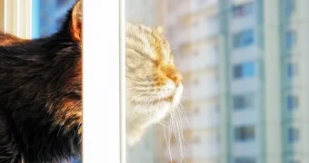 На Земле наступил самый длинный день в году