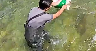 «Краснокнижную» молодь выпустили в Каспий в Актау