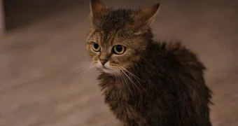 Новые правила ЕС: все домашние питомцы должны быть чипированы