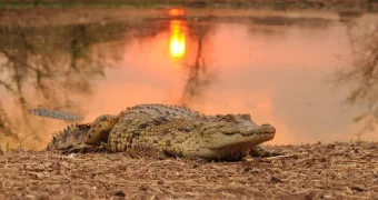 Крокодил съел футболиста во время тренировки