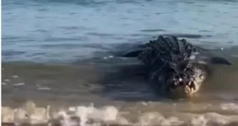 «Бородатый» фейк о крокодиле в Каспийском море снова обсуждают в Казнете