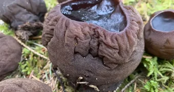 Эликсир молодости обнаружили в лесу России