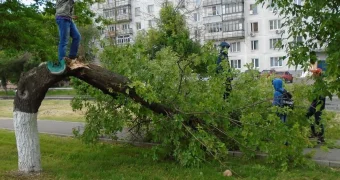 С 5 июля в Казахстане вводится новый штраф за уничтожение деревьев — до 300 тысяч тенге