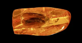 Таракана возрастом 35 млн лет обнаружили в Калининградской области