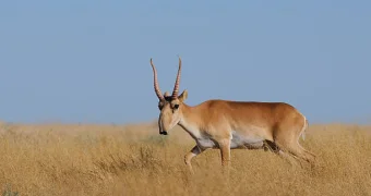 Министерство экологии решило регулировать численность сайгаков в Казахстане