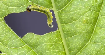 «Она ест всё»: жители ВКО бьют тревогу из-за нашествия опасных гусениц