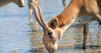 Можно ли есть сайгака? Исследование раскрыло неожиданные факты