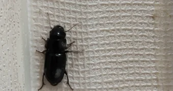 Актау атакуют! Жители областного центра жалуются на нашествие насекомых