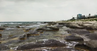 Тюлени погибают на Каспии