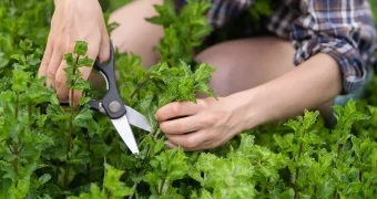 Простой напиток, который мгновенно прокачивает память и внимание