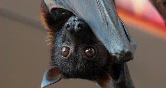 В Казахстане вызвали спасателей из-за внезапной гостьи в квартире