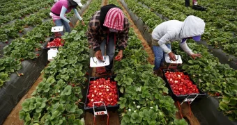 Сотни пострадавших: казахстанцы лишились денег в погоне за клубничным раем в Англии