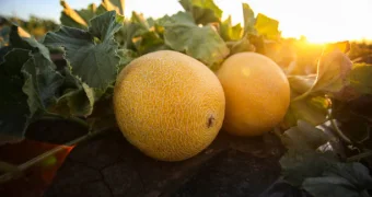 Дыня: неожиданные помощники сердца и глаз