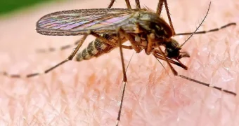 Смертельная угроза с крыльями: врач назвал комаров самыми опасными убийцами в истории