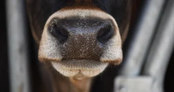 Фиксировались ли случаи сибирской язвы в Мангистау? Эпидемиологи дали ответ