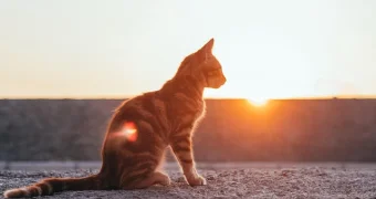 Синоптики обещают жару до +41 °C и грозы с градом в начале недели