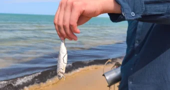 Мертвая рыба на берегу Форт-Шевченко: что показали пробы