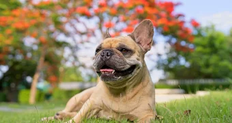 Ученые выяснили, что думают о людях собаки