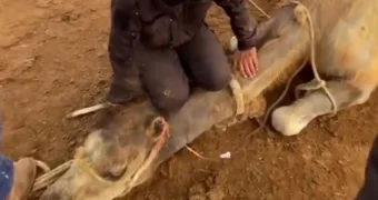 Каракурты атакуют верблюдов в Мангистау: скот страдает от ядовитых укусов