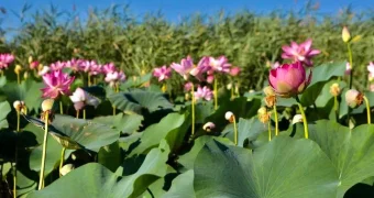 Атырауская долина лотосов открывает сезон: фестиваль стартует с 26 июля