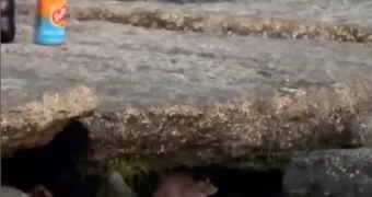 Крысы разгуливают по набережной Актау